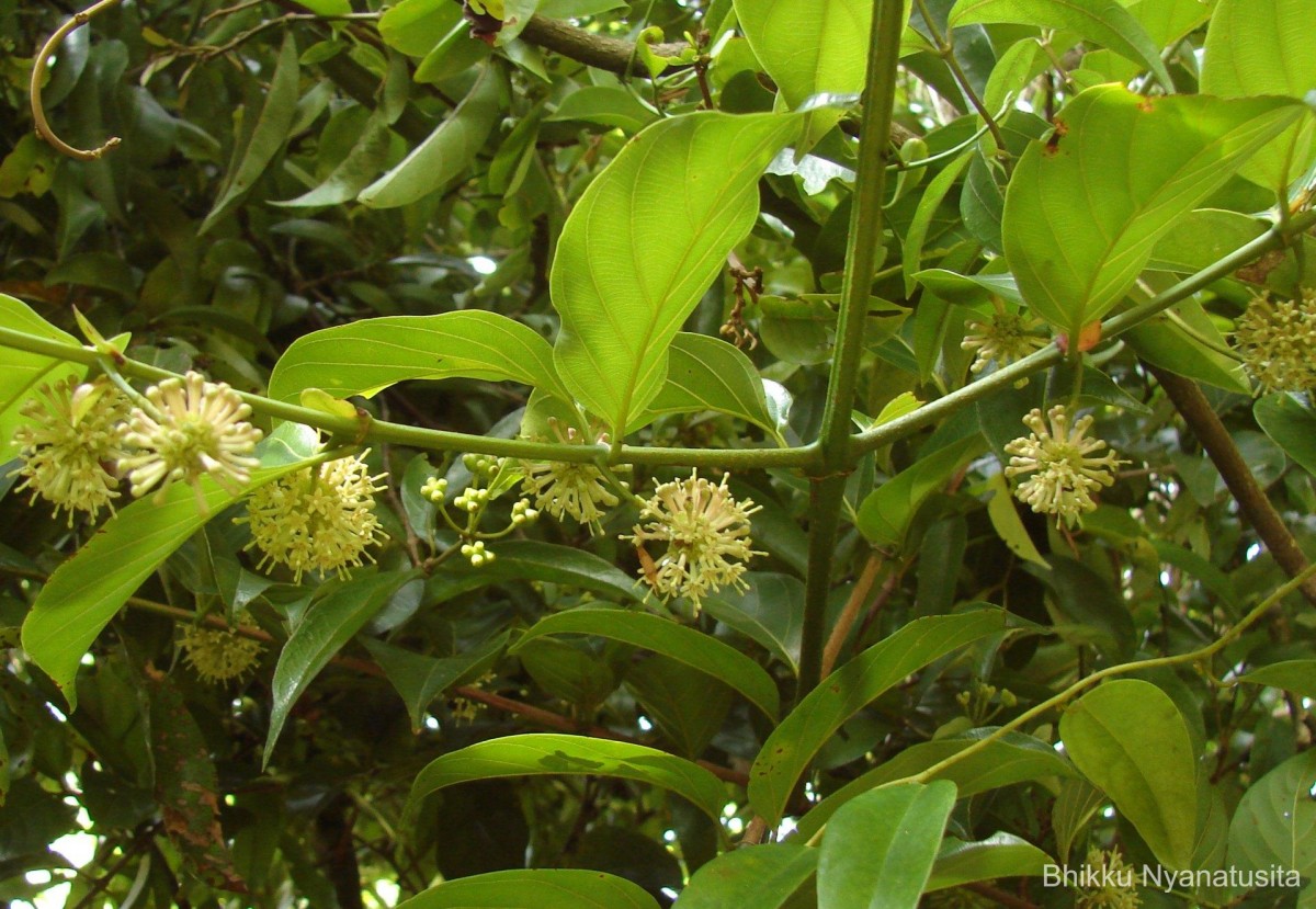 Uncaria elliptica R.Br. ex G.Don